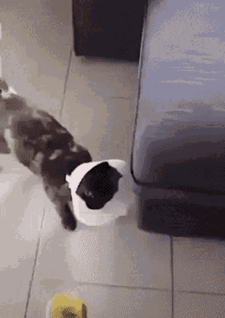 Cat Slow Reaction GIF - Cat Slow Reaction GIFs