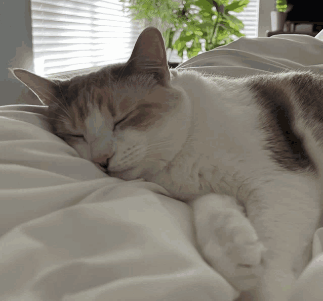 a cat is sleeping on a bed with a plant in the background
