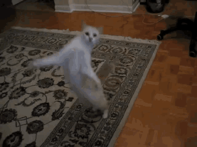 a cat with a mask on its face is dancing on a rug in a living room .