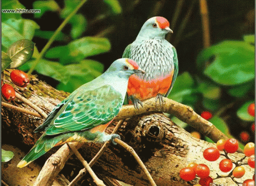 Doves Bird GIF - Doves Bird Fruit GIFs