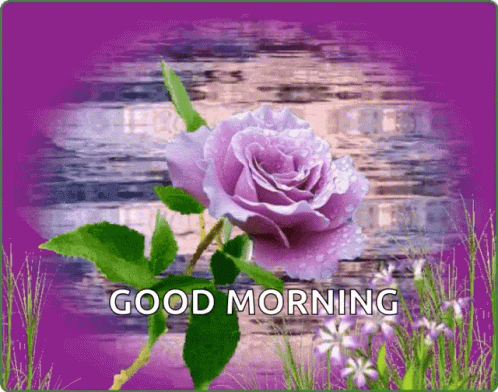 Good Morning Flowers GIF - Good Morning Flowers Rose GIFs