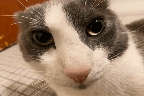 a close up of a gray and white cat 's face looking at the camera