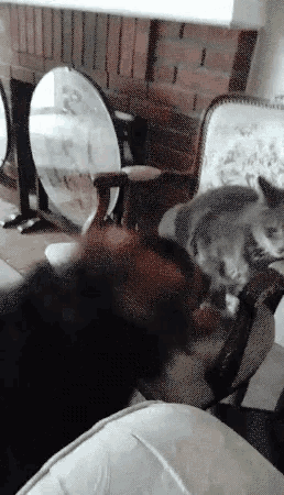 Dogs Cats GIF - Dogs Cats Pets GIFs