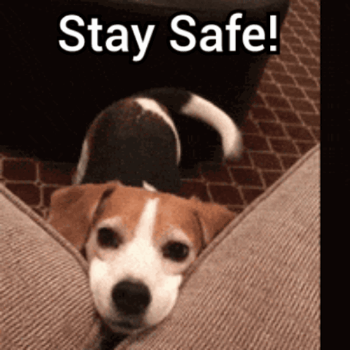 Stay Safe Safety Dog GIF - Stay Safe Safety Dog Wagging Dog GIFs