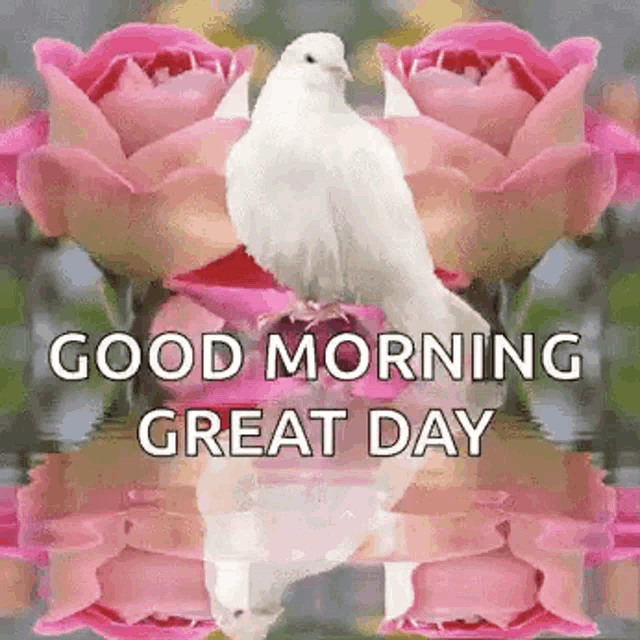 Good Morning Great Day GIF - Good Morning Great Day Birds GIFs