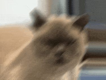 a blurred image of a cat 's face with a blurry background