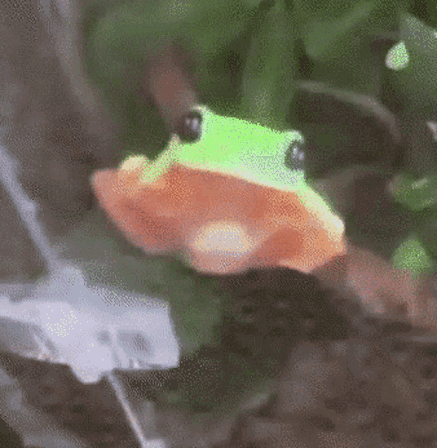 Frog Frogs GIF - Frog Frogs Adorable Animals GIFs