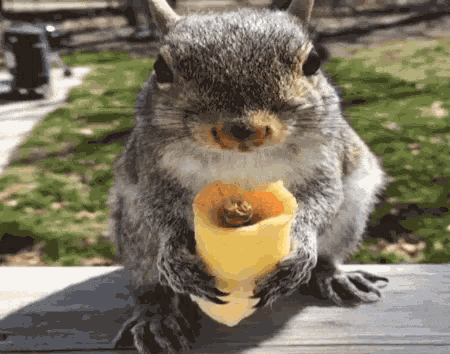 a squirrel sitting on a wooden table eating a piece of fruit