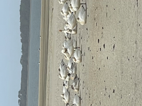 Snow Geese GIF - Snow Geese GIFs