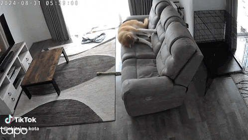 a dog is laying on a couch in a living room with a tiktok watermark