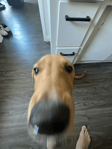 a close up of a dog 's nose in a kitchen