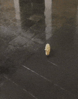 a dog and a hamster are playing together on a tiled floor .