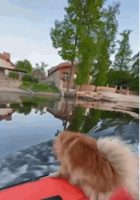 Dog Splash GIF - Dog Splash GIFs