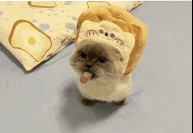 a cat wearing a hat with a lion on it