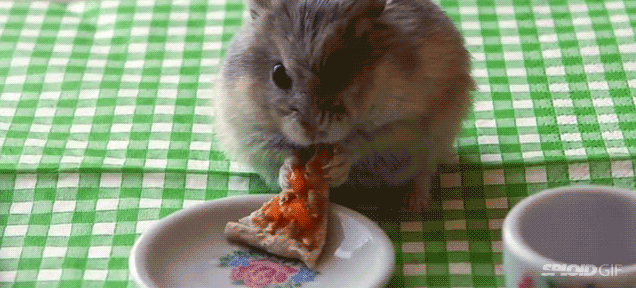 This Little Guy Wants His Pizza Too GIF - Mice Rat Pizza GIFs
