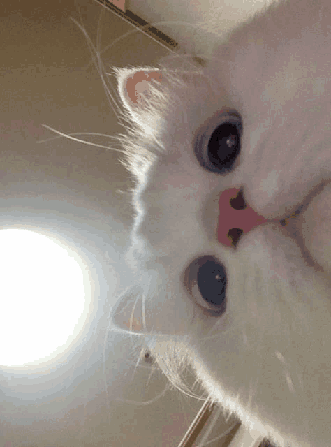 a close up of a white cat with blue eyes and a red nose