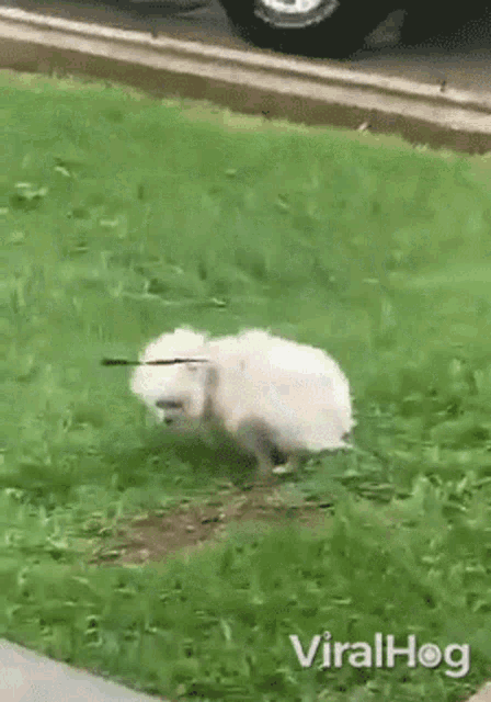 Dog Viralhog GIF - Dog Viralhog Windy GIFs