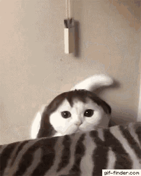 Funny Cats GIF - Funny Cats Cute GIFs