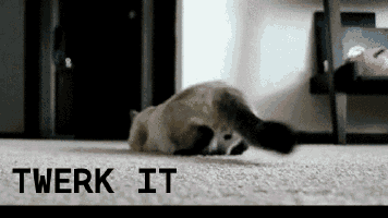 a cat laying on the floor with the words " twerk it " behind it