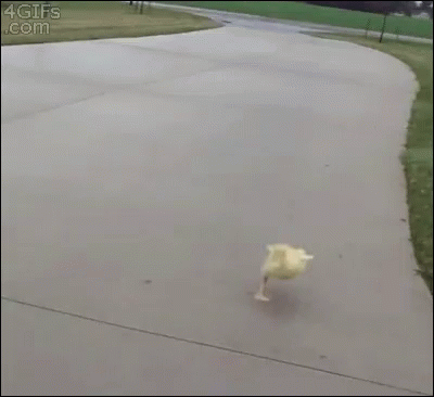 Duck Running GIF - Duck Running Chase GIFs
