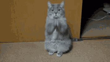 a cat sitting on its hind legs with the words " what the fuck are you doing " written below it