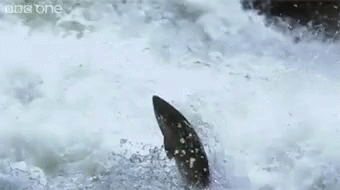 Salmon GIF - Salmon Leap Water GIFs