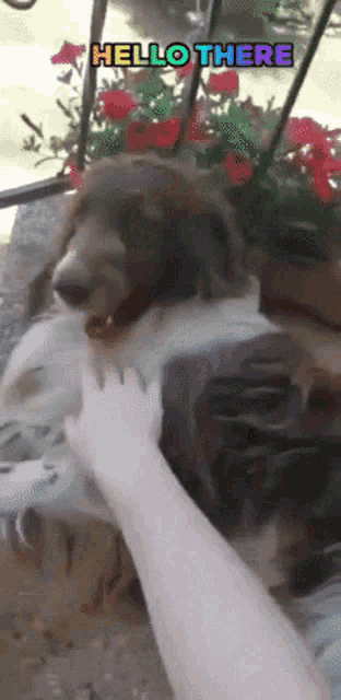 a dog is being petted by a person with the words hello there above it