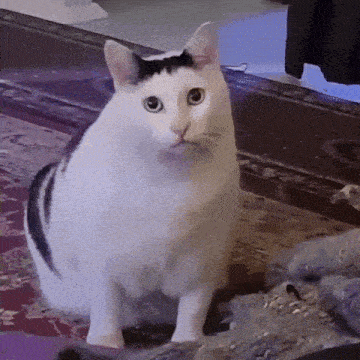 a black and white cat sitting on a rug