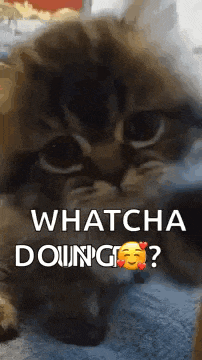 a kitten is laying down on a blanket and looking at the camera with the words `` whatcha doing ? ''