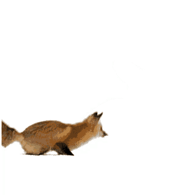 a fox is jumping in the air against a white background