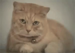 Ağlayan Kedi GIF - Aglayan Kedi Aglamak GIFs