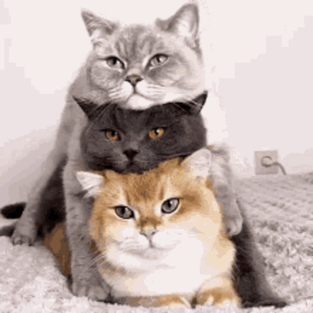 Cat Stacked GIF - Cat Stacked Kitties GIFs
