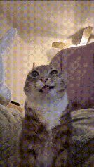 a cat is sitting on a bed and looking up