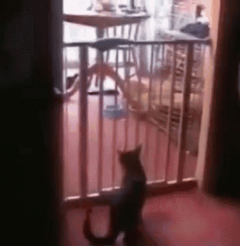 Thank God For 9 Lives. GIF - 9lives Cats GIFs