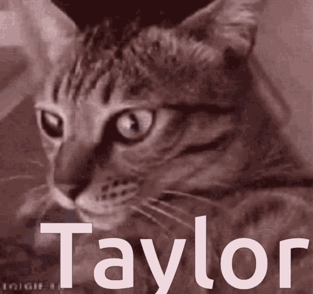 Cat Spin GIF - Cat Spin Taylor GIFs