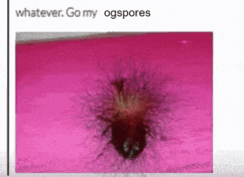 a picture of a bug on a pink background with the words " whatever go my ogspores " below it
