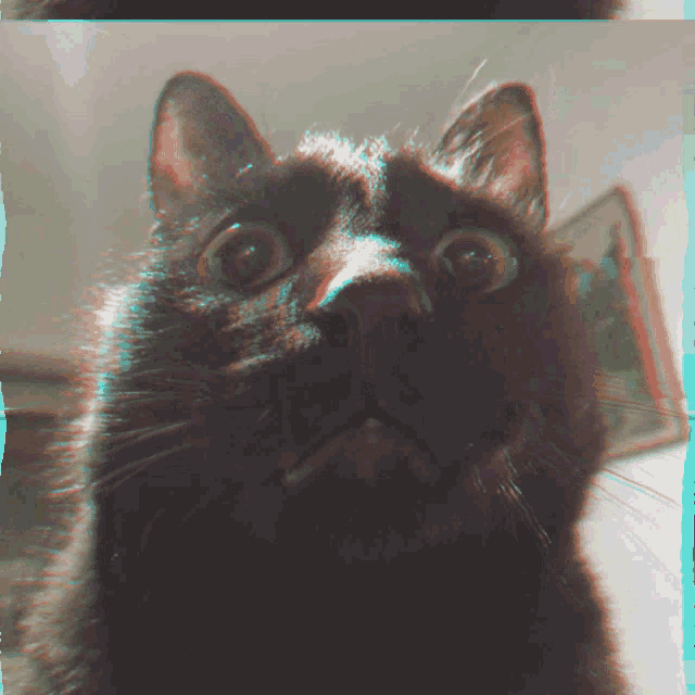 Cat Amazed GIF - Cat Amazed Reaction GIFs
