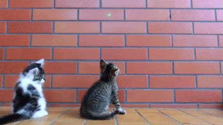 Kitten Attack GIF - Attack Kitten Cute GIFs