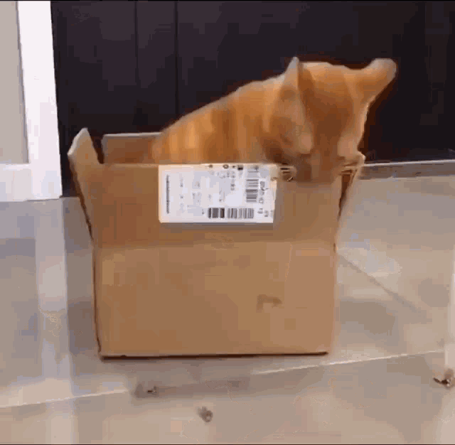 Cat Cat In Box GIF - Cat Cat In Box GIFs