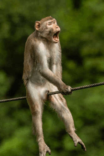 a monkey is standing on a wire with its mouth wide open