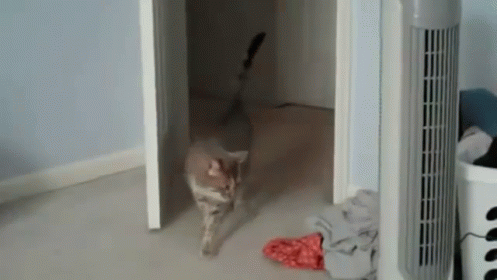 Cats GIF - Cat Scared Surprised GIFs