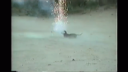 Fireworks Fido Becomes A 4th Of July Hazard GIF - Funny Cute 4thofjuly GIFs