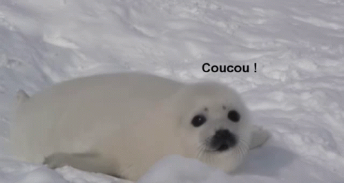 Coucou Harp Seal GIF - Coucou Harp Seal White Coat GIFs