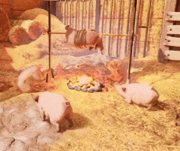 a group of pigs are standing around a fire in a barn