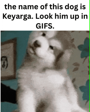 a picture of a dog with a caption that says the name of this dog is keyarga look him up in gifs .