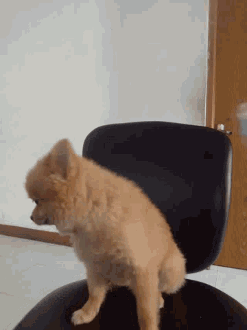 a small brown dog laying on its back on a black chair