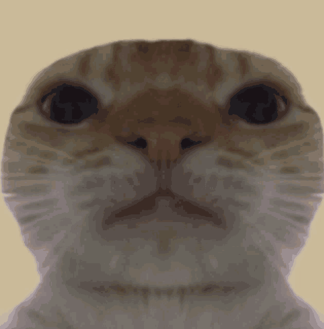 a close up of a cat 's face against a tan background