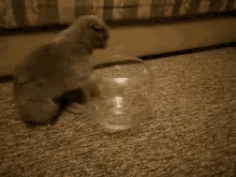 a cat is playing with a clear glass bowl on the floor
