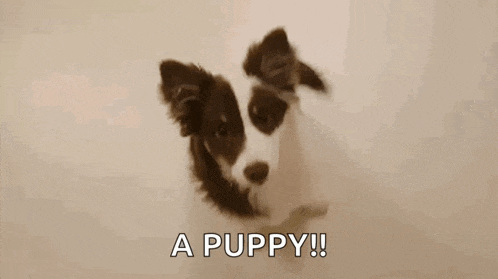 a brown and white border collie puppy is looking at the camera with the words `` a puppy ! '' written below it .