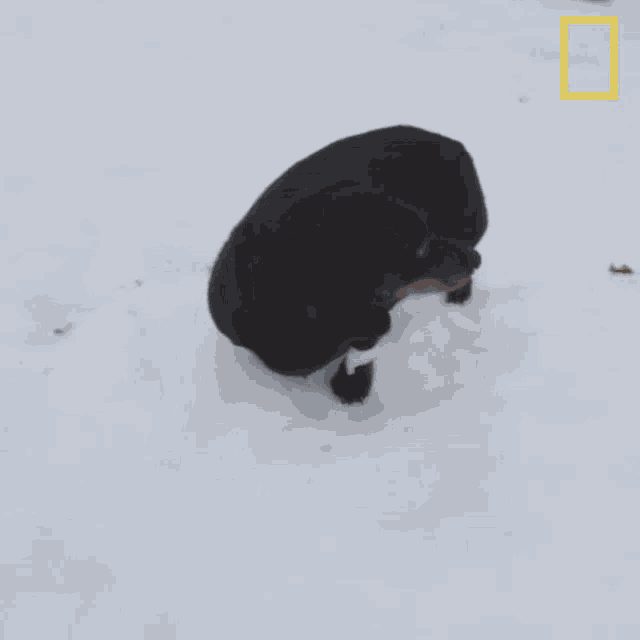 a black dog standing in the snow with a yellow border